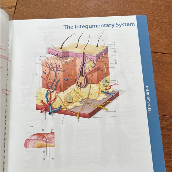 Human Body textbook - Picture 11 of 11
